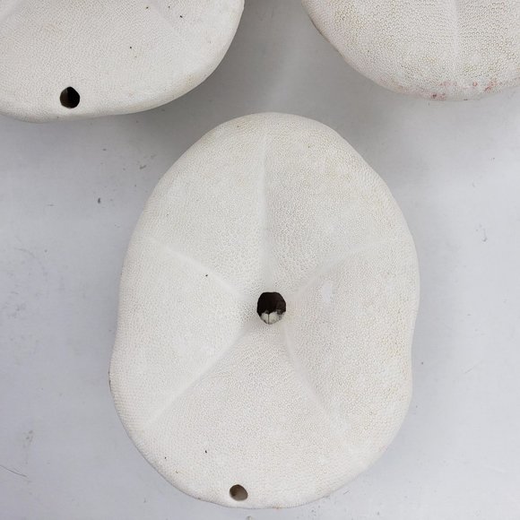 Large Sand Dollar Sea Biscuit Puffy 5" x 4" Vintage Natural Set of 3 - Picture 12 of 13